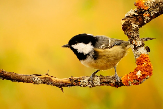 Periparus ater - El Carbonero, un ave paseriforme de la familia Paridae.