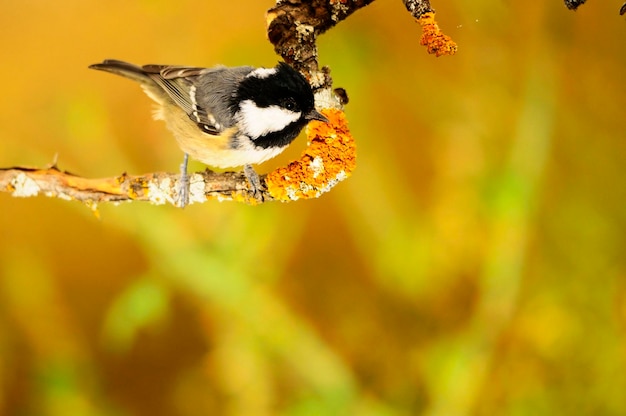 Periparus ater - Der Chickadee, ein Singvogel aus der Familie der Paridae.