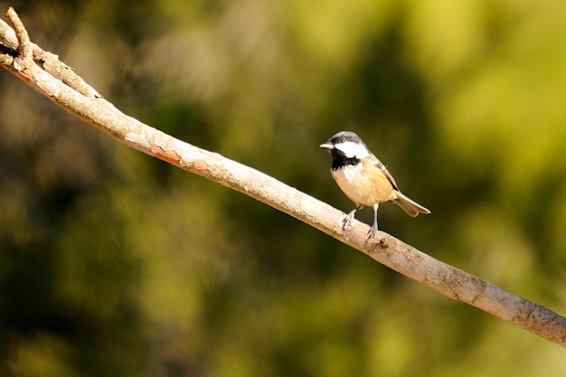 Periparus ater - Der Chickadee, ein Singvogel aus der Familie der Paridae.