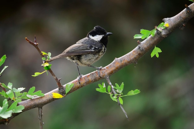 Periparus ater - Der Chickadee, ein Singvogel aus der Familie der Paridae.