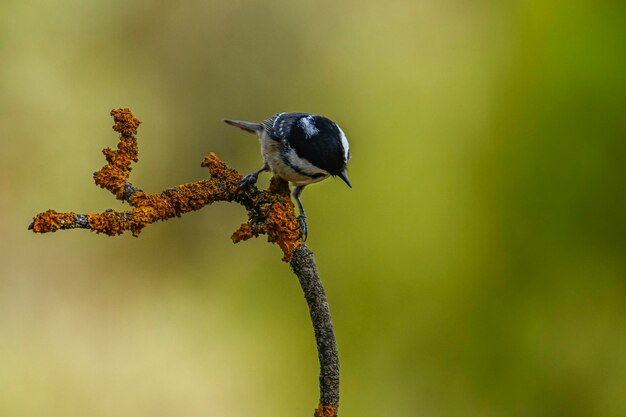 Periparus ater o Titmouse es una especie de ave paseriforme de la familia Paridae