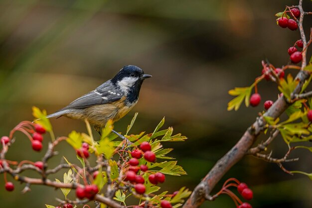 Periparus ater o Titmouse es una especie de ave paseriforme de la familia Paridae