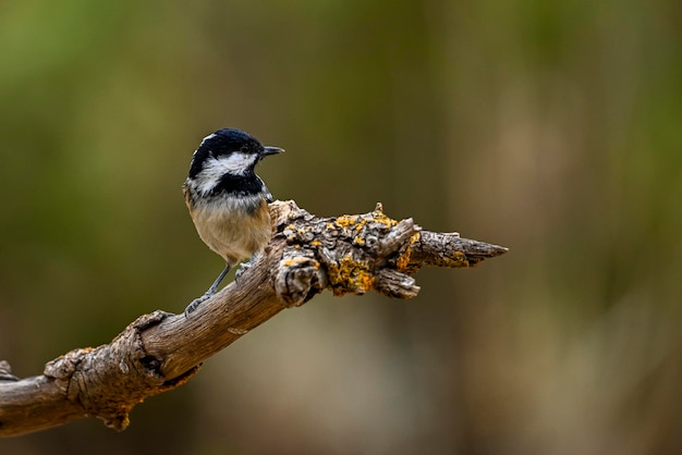 Periparus ater ou Titmouse é uma espécie de ave passeriforme da família Paridae