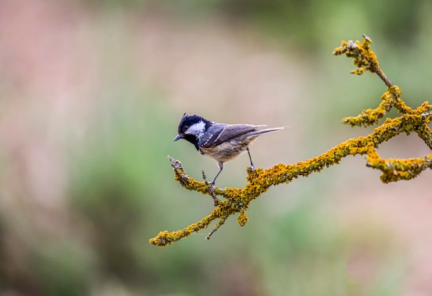 Periparus ater the Titmouse é uma espécie de ave passeriforme da família Paridae