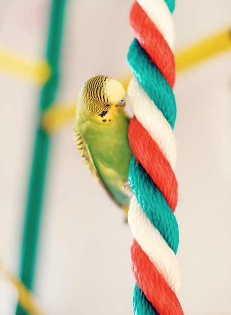 Periquito Australiano Engraçado Papagaio De Budgie Que Senta-se Na Corda E  Nos Jogos Foto de Stock - Imagem de casa, brinquedo: 109204718