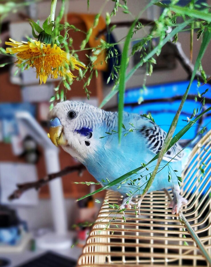 Periquito azul Loro azul ondulado en una jaula de oro con diente de león