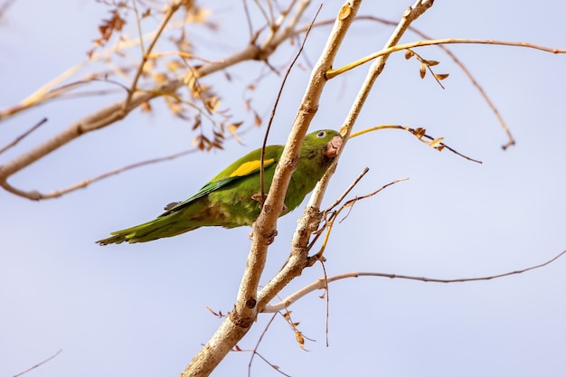 Periquito de Chevron amarillo de la especie Brotogeris chiriri