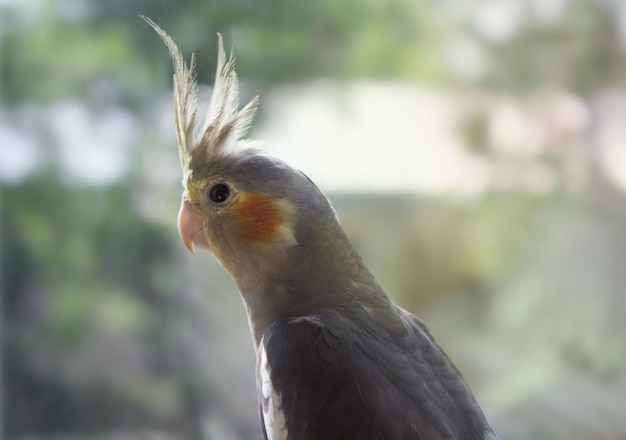 Periquito de papagaio cinzento olha pela janela em um fundo desfocado, lugar para texto.