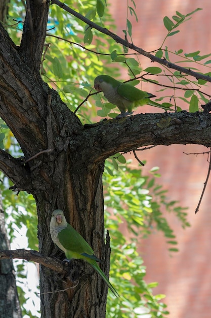 Periquito-monge (Myiopsitta monachus)