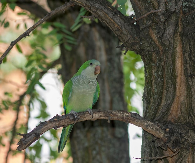 Periquito-monge (Myiopsitta monachus)