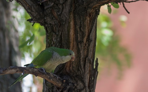 Periquito monje (Myiopsitta monachus)