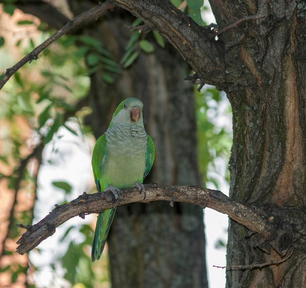 Periquito monje (Myiopsitta monachus)