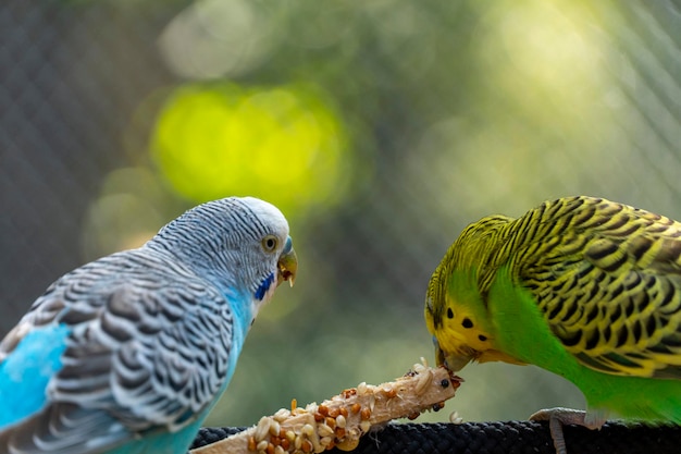 Periquito pájaro comiendo semillas de pie sobre un fondo de alambre con bokeh hermoso pájaro colorido méxico