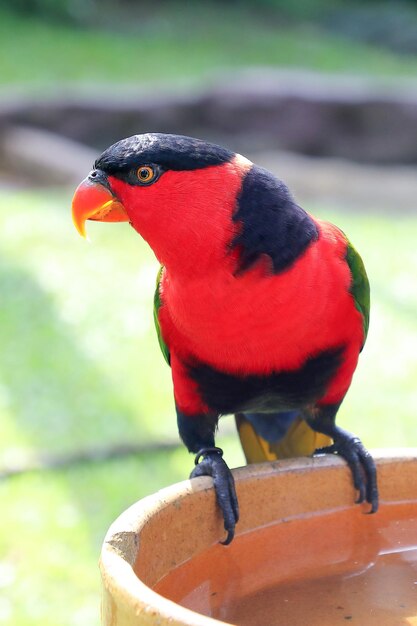Foto periquito papagaio vermelho preto colorido
