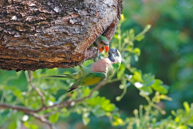 Periquito de pecho rojo Psittacula alexandri Hermosas aves bebé en el árbol hueco