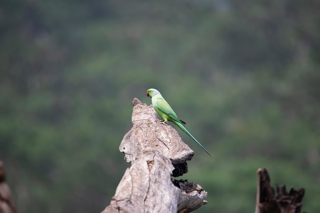 Foto el periquito rosado se alza en un árbol muerto el loro verde