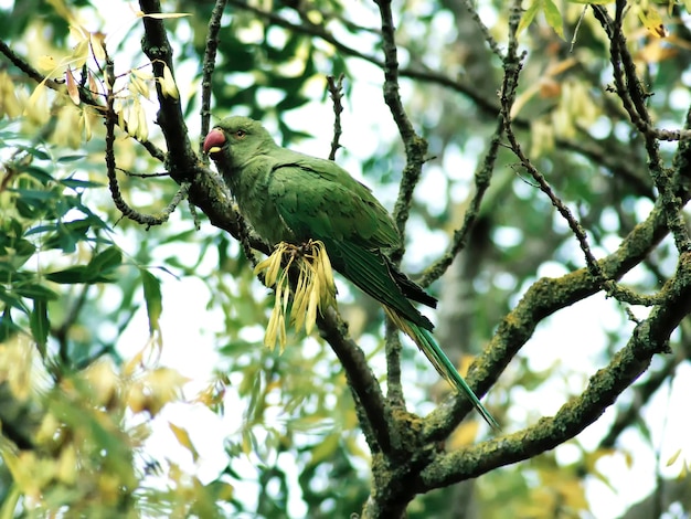 Un periquito verde está sentado en una rama.