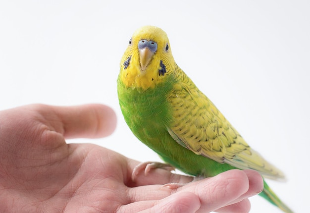 Periquito verde sentado en la mano Pequeño loro lindo