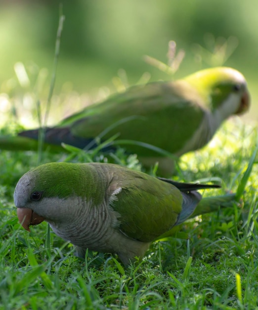 periquitos comendo da grama