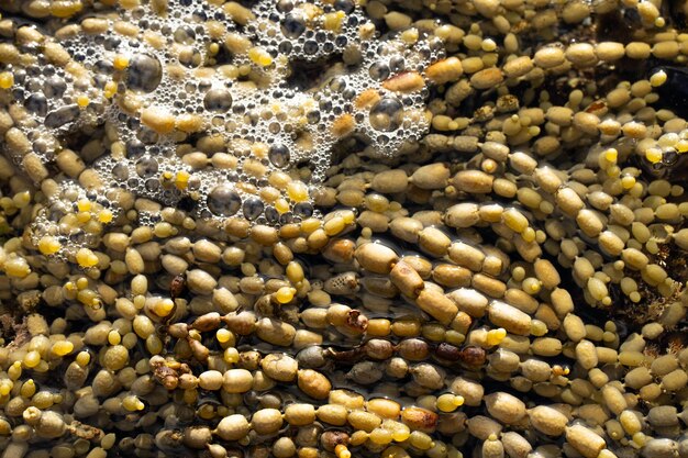 perlas de algas de Neptuno en la costa de Tasmania