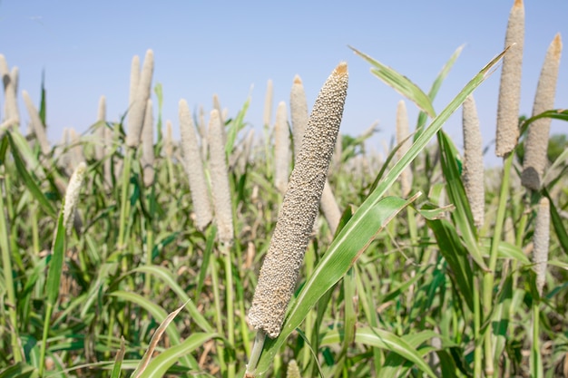 Perle Millet Field