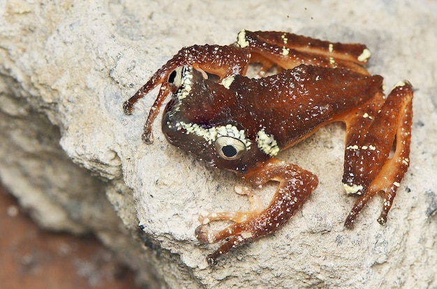 Perlenlaubfrosch