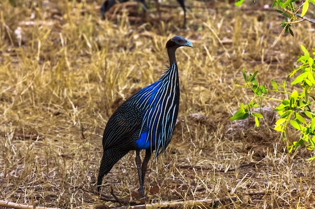 Perlhuhn. Blauer Vogel von Kenia. Afrika