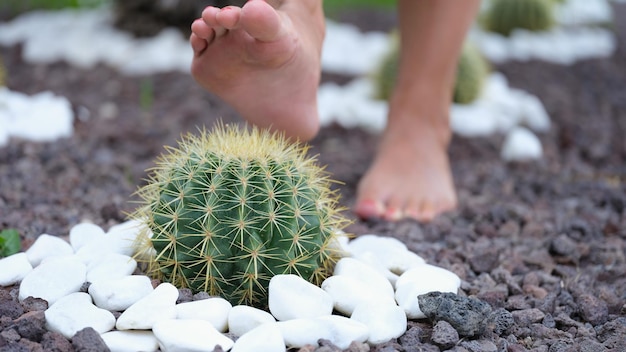 Perna humana com calcanhar doloroso e espinhos de cacto perfuram uma perna de mulher