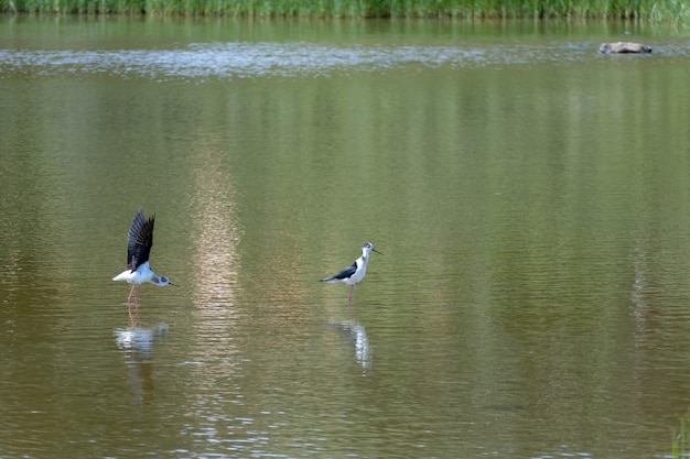 Perna-longa-comum, pernilongo ou pernilongo (Himantopus himantopus)