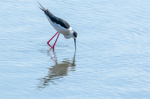 Perna-longa-preta na água (Himantopus himantopus) Pernilongo pássaro