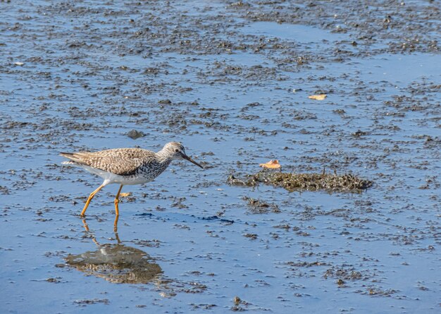 Pernas amarelas menores no Pantanal do litoral chileno na luz da tarde de verão