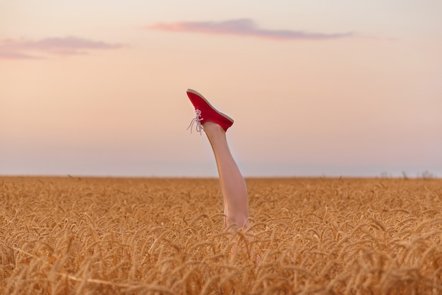 Pernas delgadas para cima no fundo do céu. Pernas femininas saindo do campo de trigo maduro.
