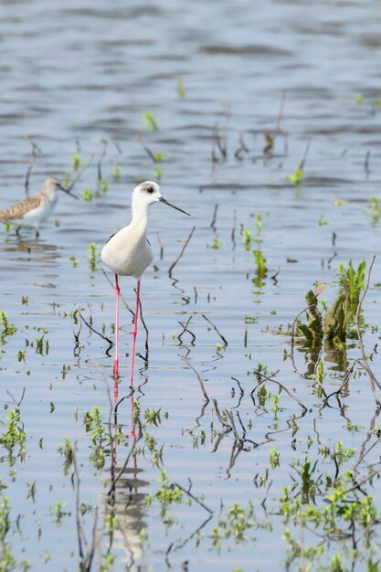 Pernilongo em águas rasas (Himantopus himantopus)