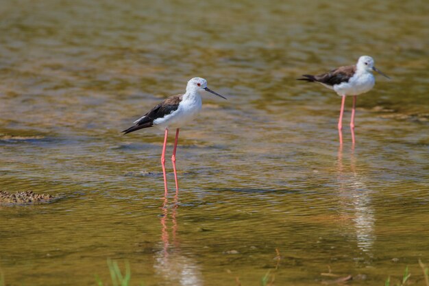 Pernilongo (himantopus himantopus) na água