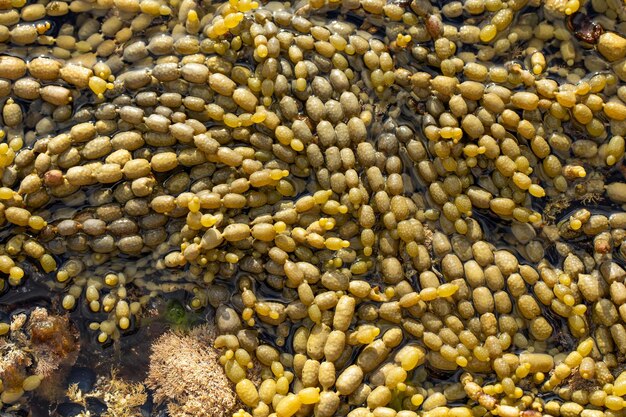 pérolas de algas neptunes na costa da Tasmânia