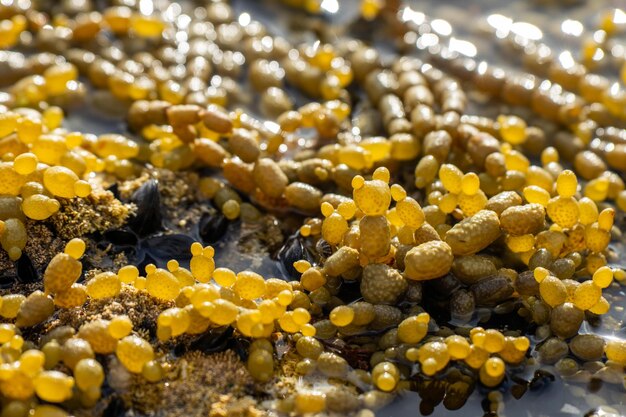 Foto pérolas de algas neptunes na costa da tasmânia