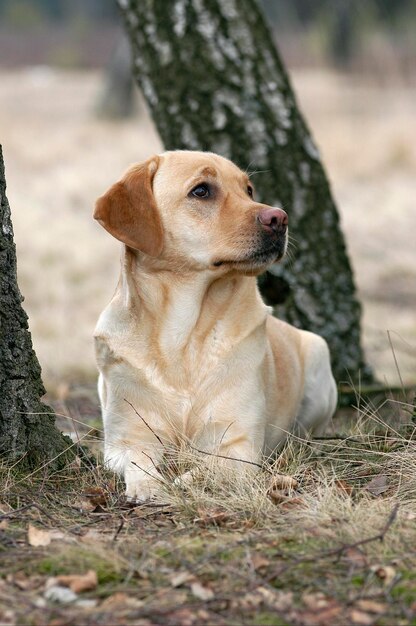 Foto la perra amarilla del labrador retriever está mintiendo