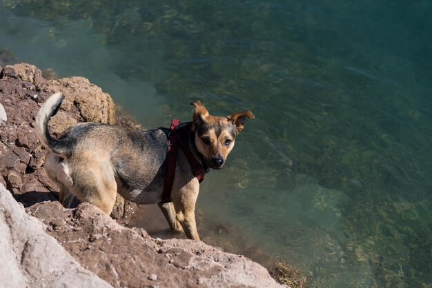 Perra animal entrando al agua entre montañas