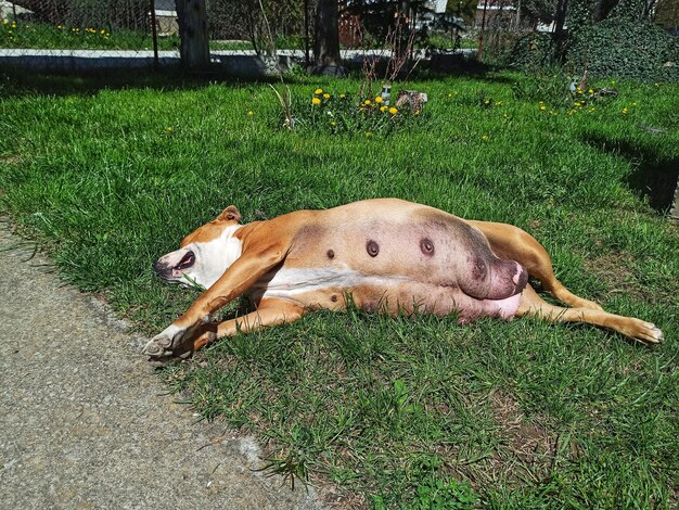 Foto la perra embarazada de amstaff acostada en el césped