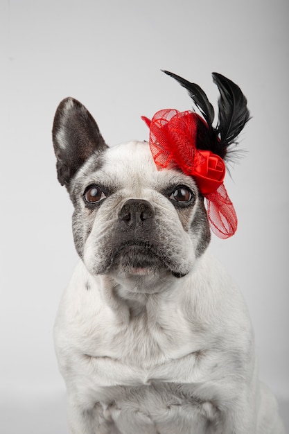 Perra hermosa del dogo francés que lleva el tocado rojo del sombrero con las plumas negras en el fondo blanco.