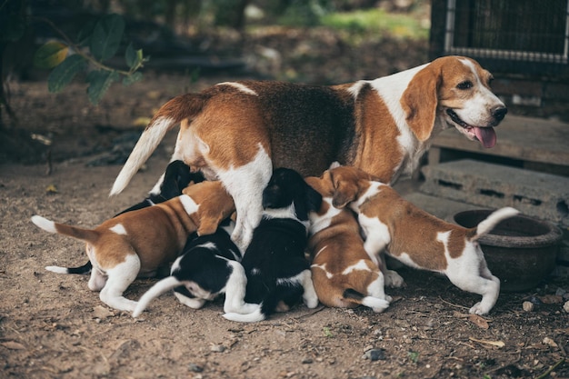 Perra de pie fuera de una puerta de entrada sacando la lengua mientras alimenta a varios cachorros recién nacidos en las calles durante el día