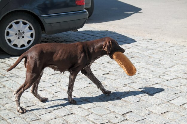 Foto una perra que amamanta con un pan en la boca tbilisi georgia