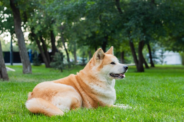 Perra de raza japonesa akita inu con pelaje esponjoso blanco y rojo sobre hierba verde