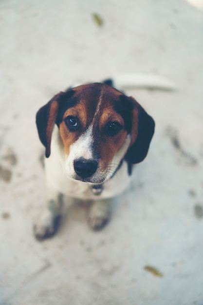 Perrito de 3 meses de raza pura beagle en la pantalla gris