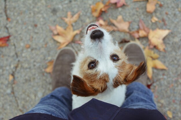 Foto perrito adorable jack russell perro que juega con hojas de otoño