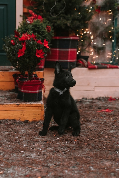 Perrito en adornos navideños