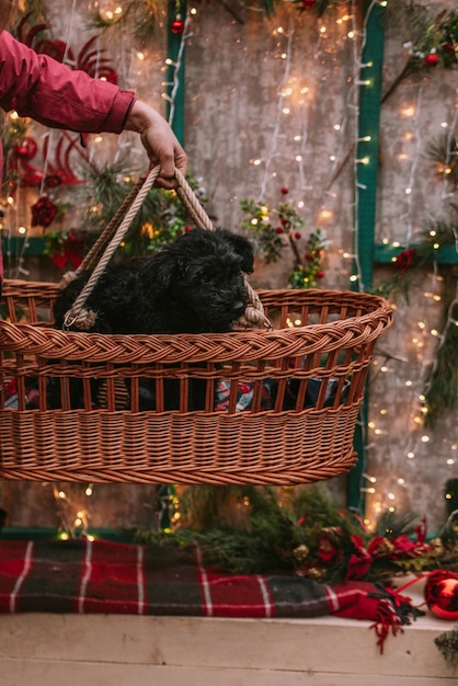 Foto perrito en adornos navideños