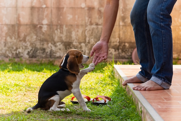 Foto perrito beagle lindo jugando con el dueño