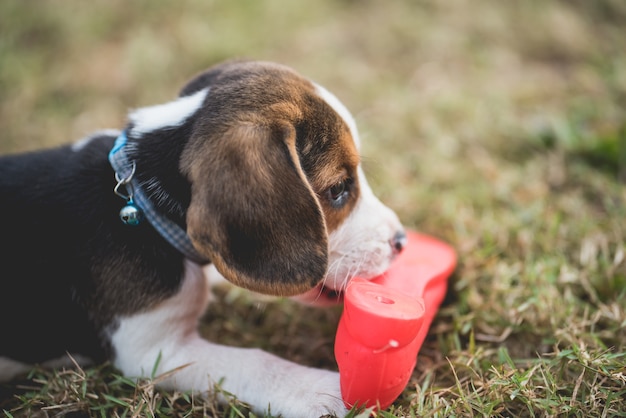 el perrito beagle muerde un zapato en el campo verde