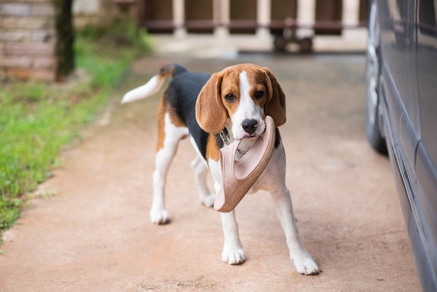 Perrito beagle con zapato en el piso